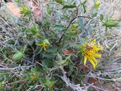 Berkheya spinosa