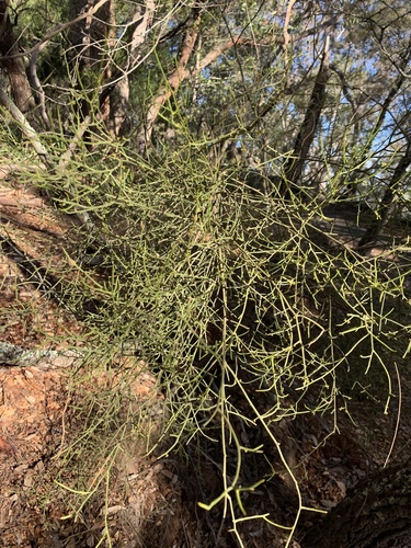 Omphacomeria