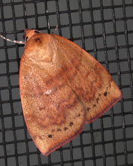 Detounda leptoplasta