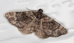Eucymatoge peplodes