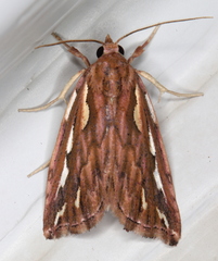 Meyrickella torquesauria