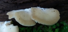 Crepidotus nephrodes