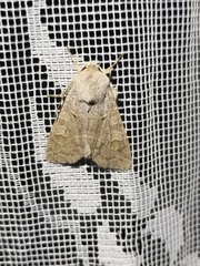 Ammoconia caecimacula