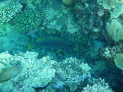 Plectorhinchus lineatus