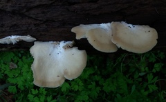 Crepidotus nephrodes