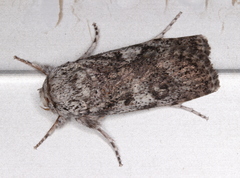 Cryptophasa irrorata