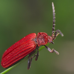 Lopheros rubens