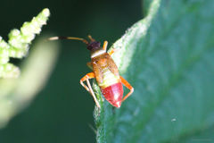 Closterotomus biclavatus