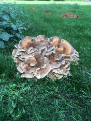 Meripilus giganteus