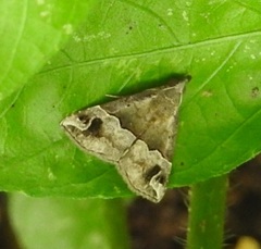 Hypena indicatalis