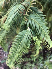 Metasequoia glyptostroboides