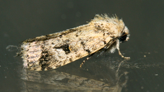 Amphipyrinae