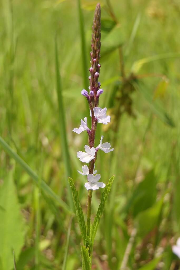Narrowleaf vervain (Verbena simplex)
