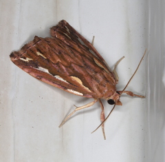 Meyrickella torquesauria