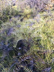 Gleichenia inclusisora