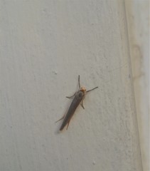Sozusa scutellata