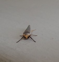 Sozusa scutellata