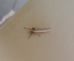Sozusa scutellata