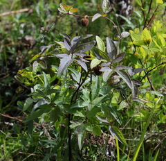 Clematis fusca