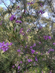 Boronia rivularis