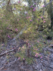 Boronia rivularis