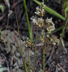 Anthoxanthum glabrum