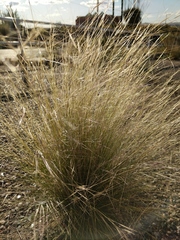Aristida purpurea perplexa