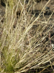 Aristida purpurea perplexa