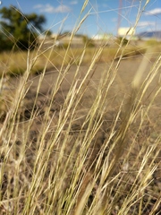 Aristida purpurea perplexa