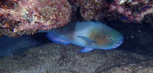 ナガブダイ