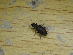 Scopodes