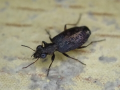 Scopodes
