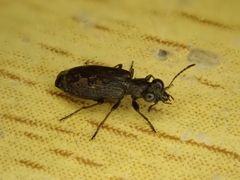 Scopodes