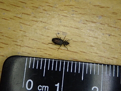 Scopodes