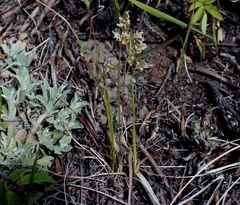 Anthoxanthum glabrum