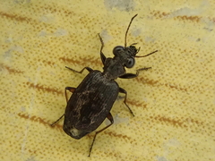 Scopodes
