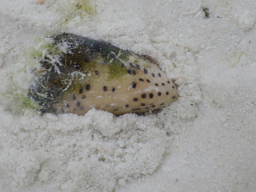 Conus pulicarius observed 2025-06-13