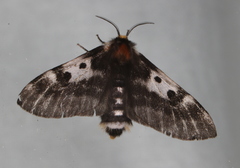 Nataxa flavescens