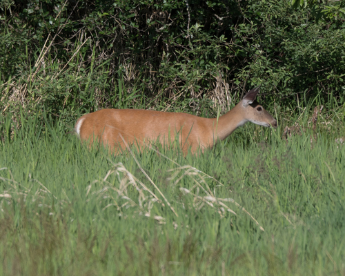 White-tailed Deer