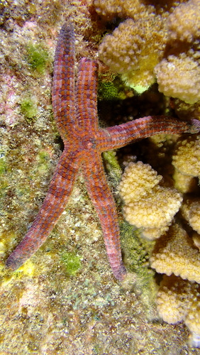 Ophidiaster hemprichi observed 2025-06-13