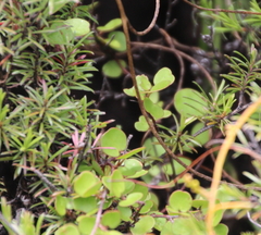 Muehlenbeckia complexa complexa