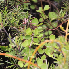 Muehlenbeckia complexa complexa