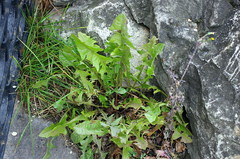 Taraxacum officinale