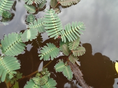 Neptunia oleracea