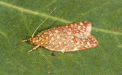 Syringoseca rhodoxantha