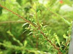 Phyllanthus myrtifolius
