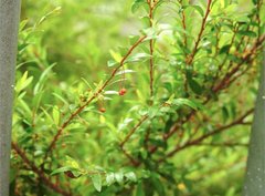 Phyllanthus myrtifolius