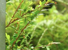 Phyllanthus myrtifolius