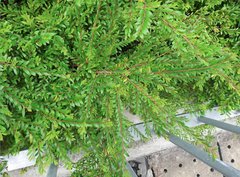 Phyllanthus myrtifolius