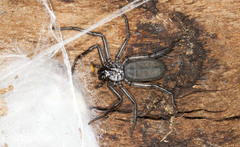 Morebilus plagusius